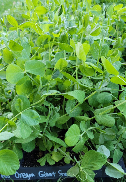 Sugar Snap Pea Sarter Live Plants - 4 Seedlings