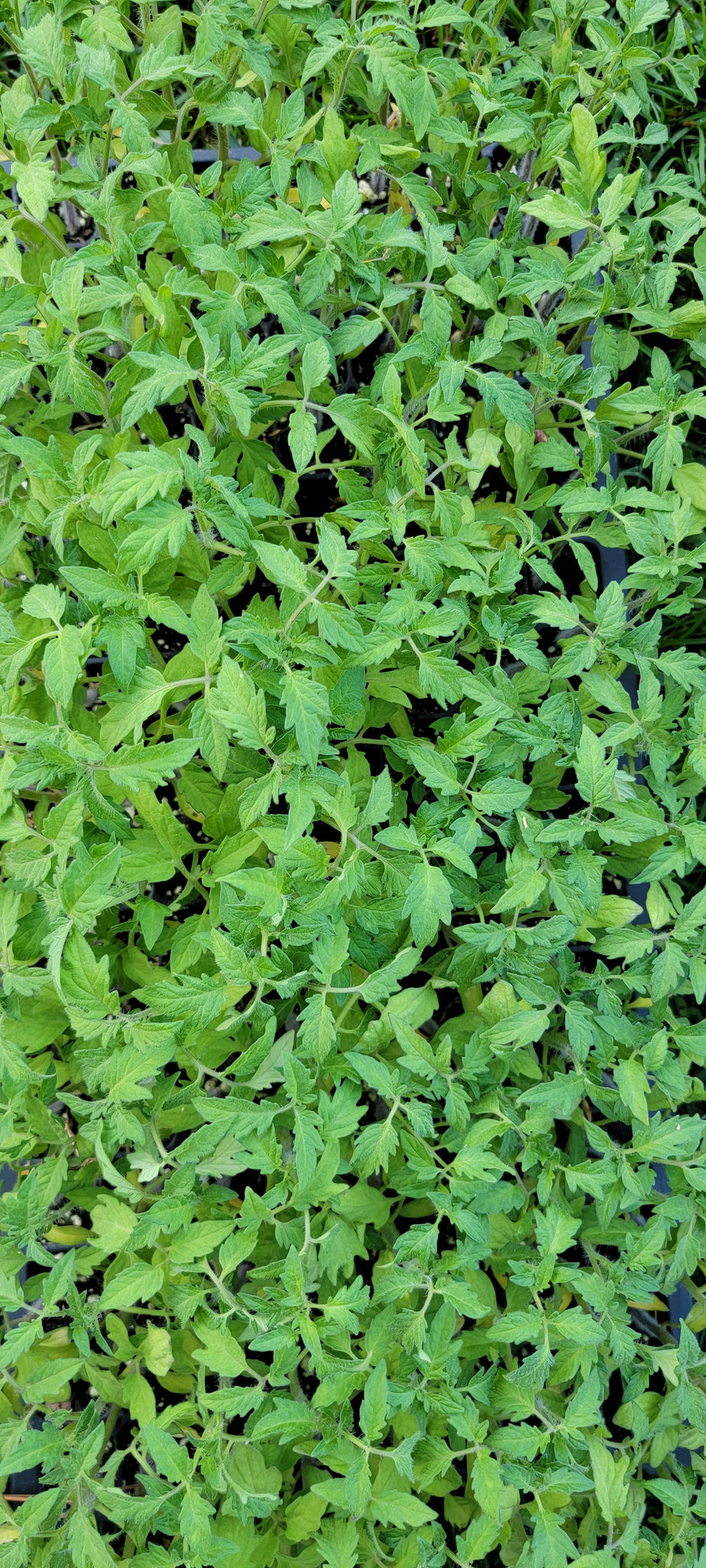 Tomato Chef's Choice Bicolor F1 Starter Live Plants - 4 Seedlings
