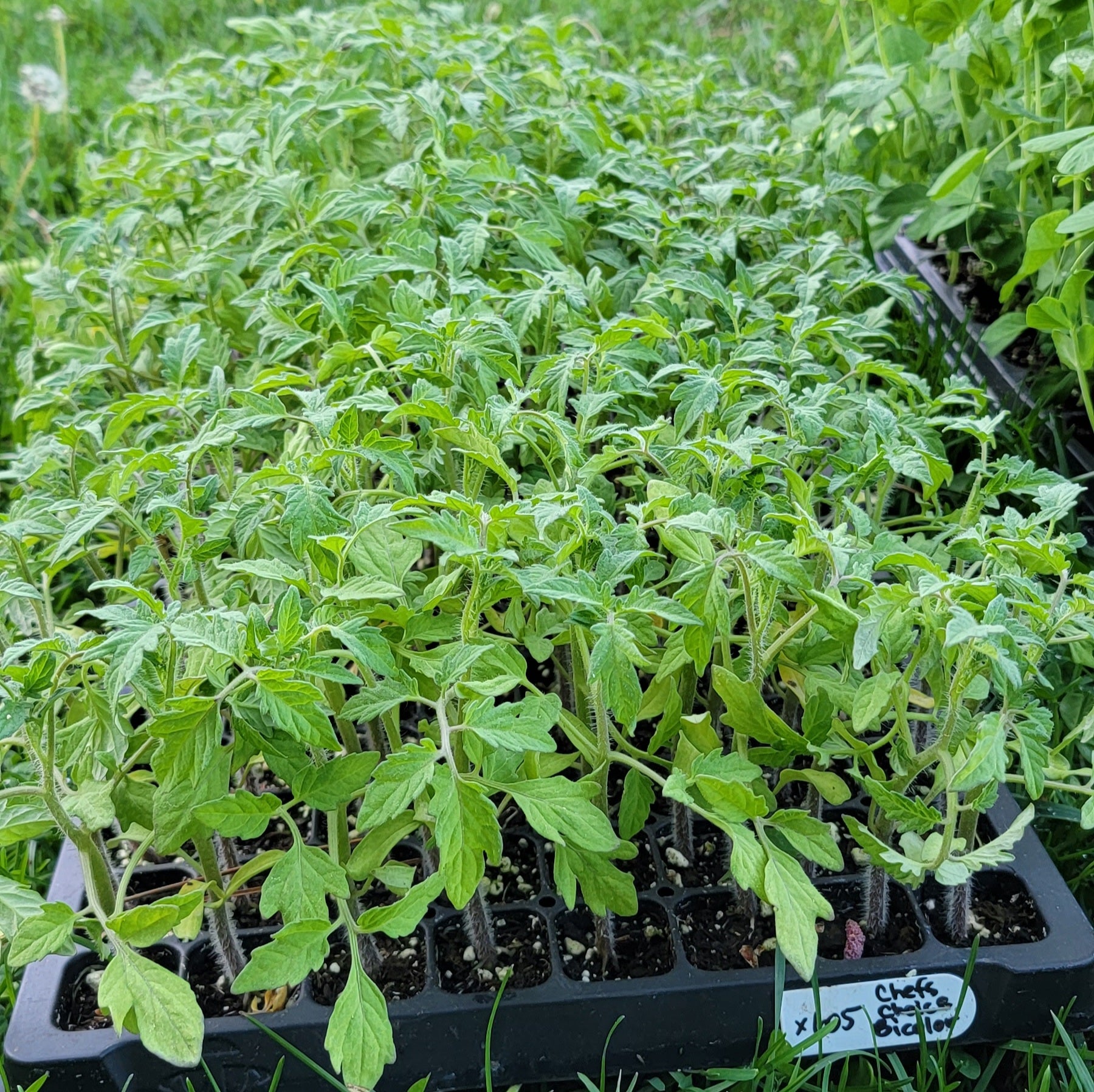 Tomato Chef's Choice Bicolor F1 Starter Live Plants 4 Seedlings Hello May Garden