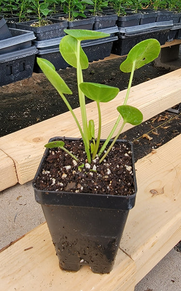 Pilea Peperomioides Chinese money plant/Pancake plant/ UFO Live Plant - 2.5" Pot