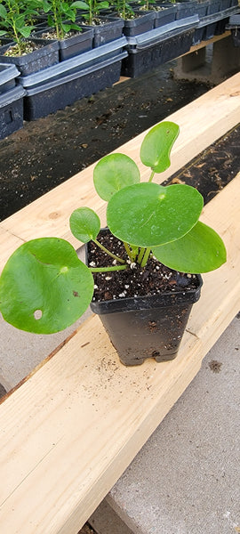 Pilea Peperomioides Chinese money plant/Pancake plant/ UFO Live Plant - 2.5" Pot