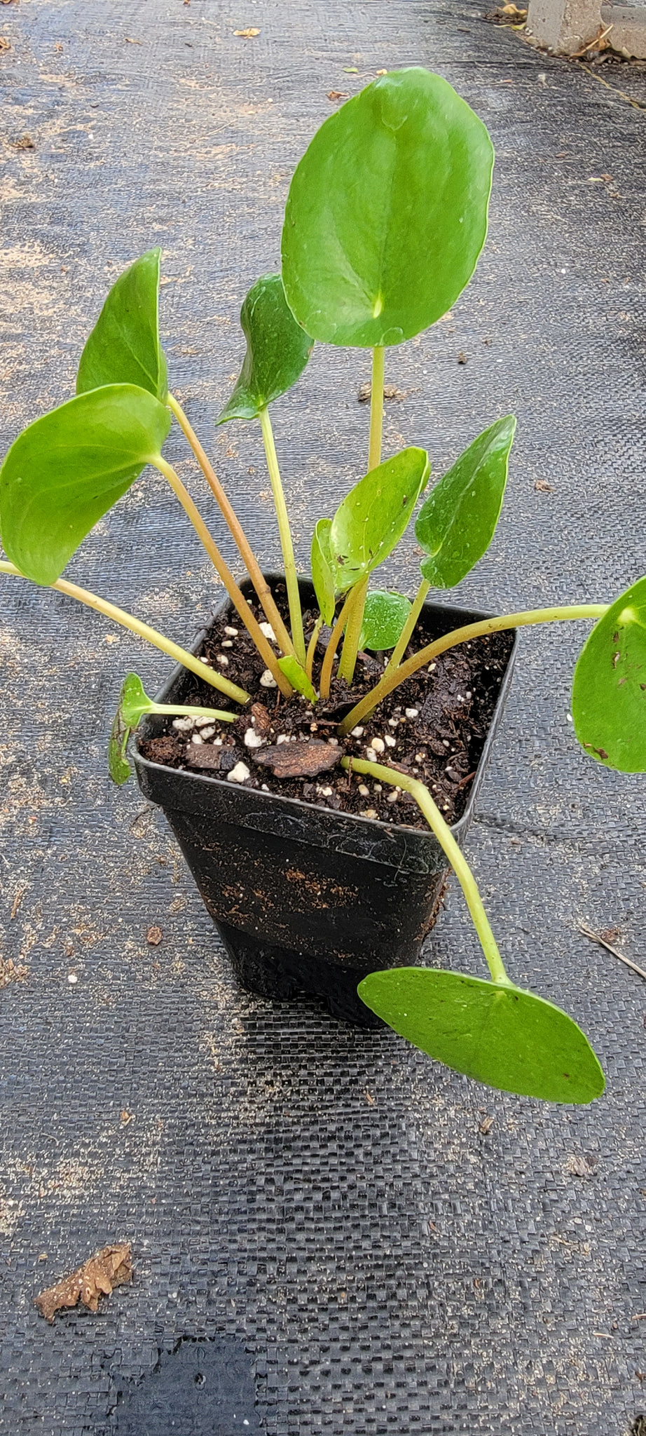 Pilea Peperomioides Chinese money plant/Pancake plant/ UFO Live Plant - 2.5" Pot