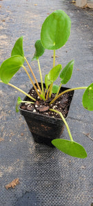 Pilea Peperomioides Chinese money plant/Pancake plant/ UFO Live Plant - 2.5" Pot