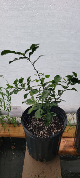 Kaffir Lime Tree - Citrus Hystrix Makrut Live Plants (1-2 yr old)