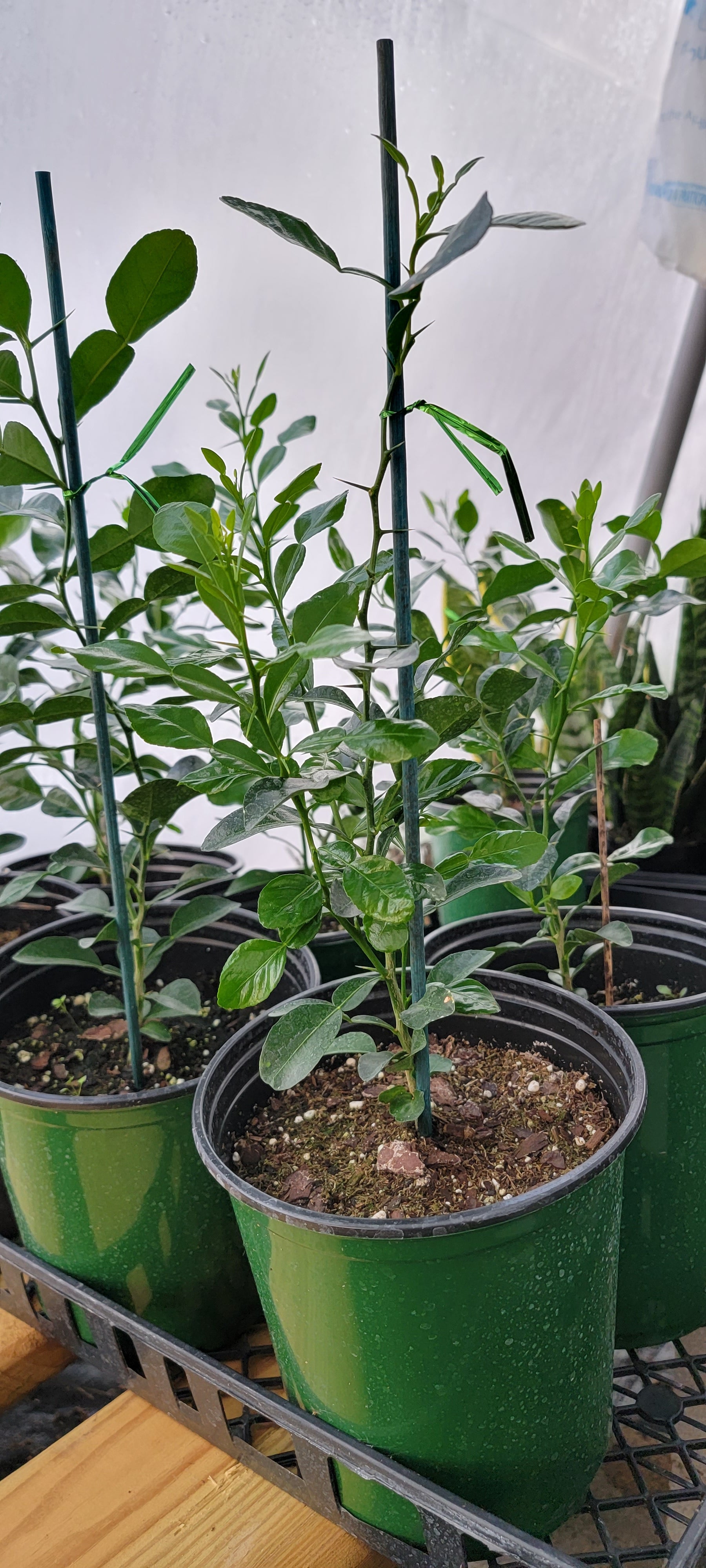 lime plant in pot Kaffir Lime Tree