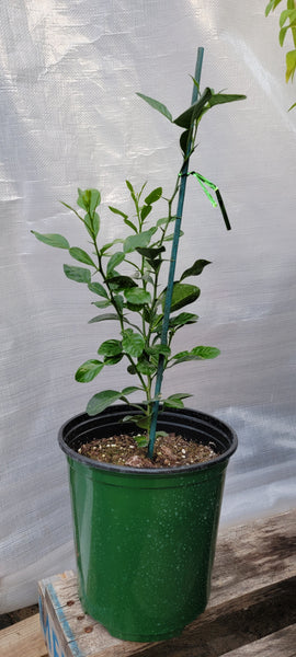 Kaffir Lime Tree - Citrus Hystrix Makrut Live Plants (11-14" Tall)