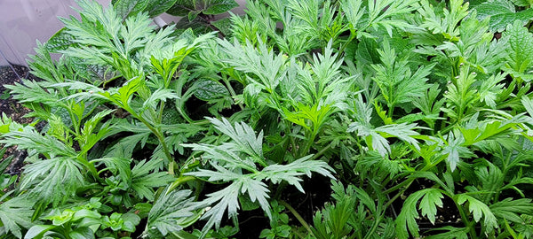 Wild Mugwort - Suv Ntsim Qus Tshuaj Hmong Medicinal Herbs Starter Plant - 2.5" pot