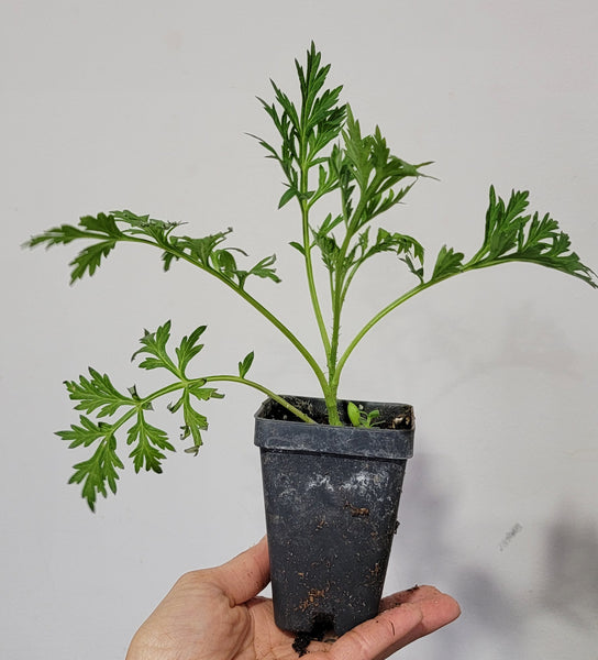 Wild Mugwort - Suv Ntsim Qus Tshuaj Hmong Medicinal Herbs Starter Plant - 2.5" pot