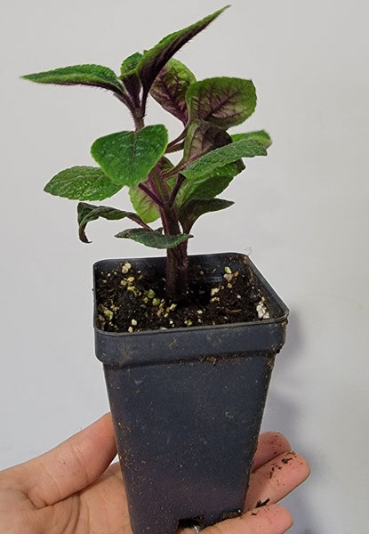 Purple Swedish Ivy Plant - Siv Fwj Xyab Nqhuab Live Plants - 2.5" pot