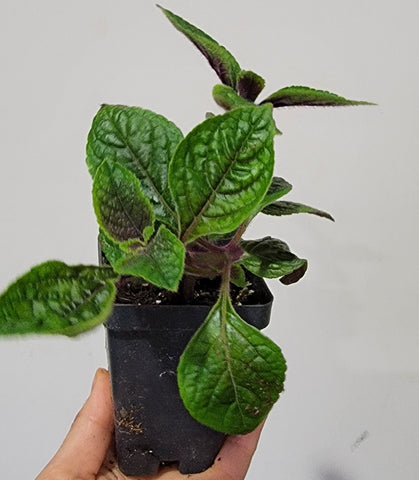 Purple Swedish Ivy Plant - Siv Fwj Xyab Nqhuab Live Plants - 2.5" pot