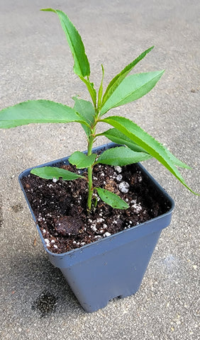 Carolina Belle Peach, White Peach Tree Starter Live Plants - 2.5" pot