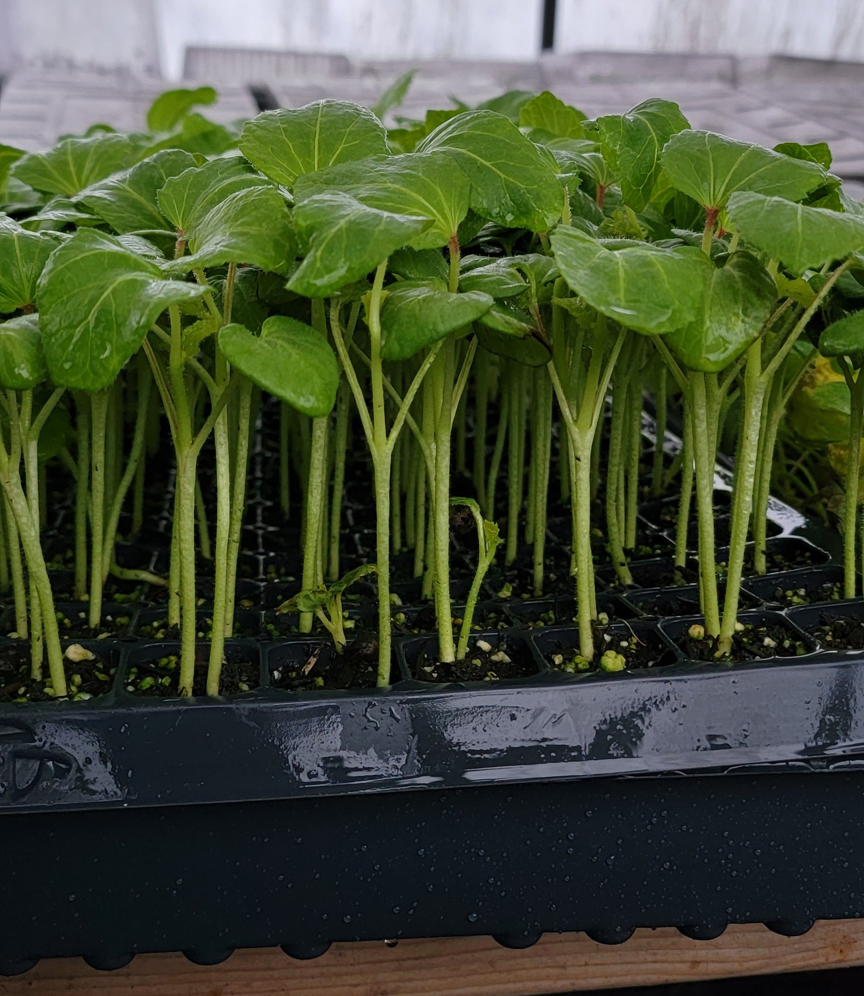 Okra Abelmoschus Esculentus Starter Live Plants - 4 Seedlings