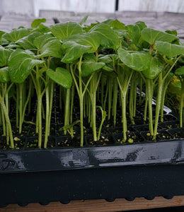 Okra Abelmoschus Esculentus Starter Live Plants - 4 Seedlings
