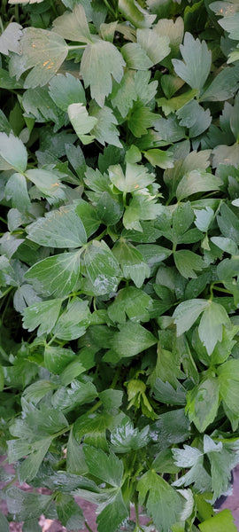 Lovage Medicinal Herbs Live Plants - 2.5" pot