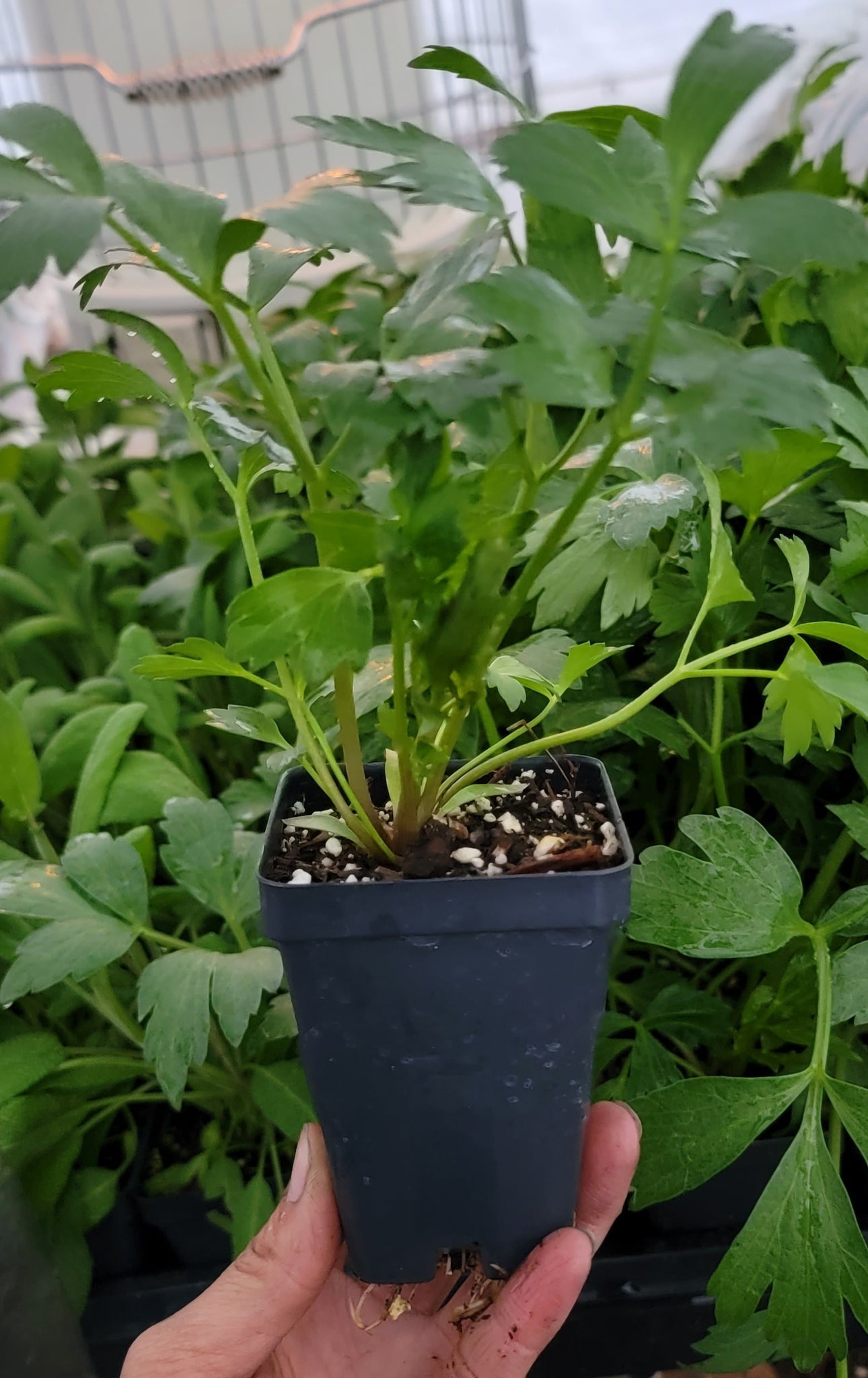 Lovage Medicinal Herbs Live Plants - 2.5" pot