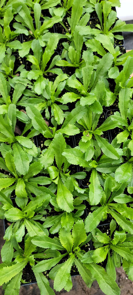 Culantro Herbs Starter Plants - 2.5" pot