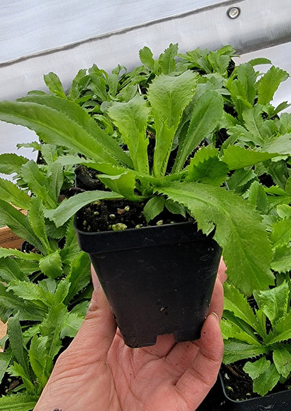 Culantro Herbs Starter Plants - 2.5" pot