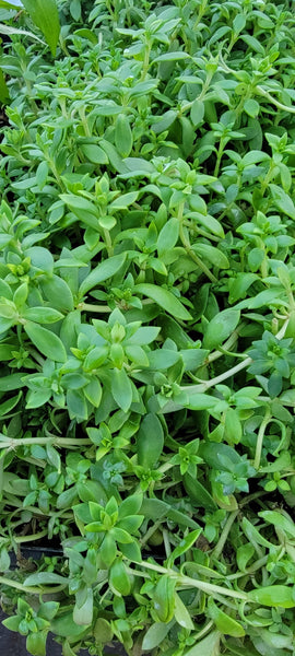 Stringy Stonecrop Edible - Kuab Nplais Dib Hmong Medicinal Herbs Starter Live Plant - 2.5" pot