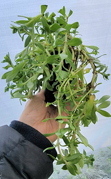 Stringy Stonecrop Edible - Kuab Nplais Dib Hmong Medicinal Herbs Starter Live Plant - 2.5" pot