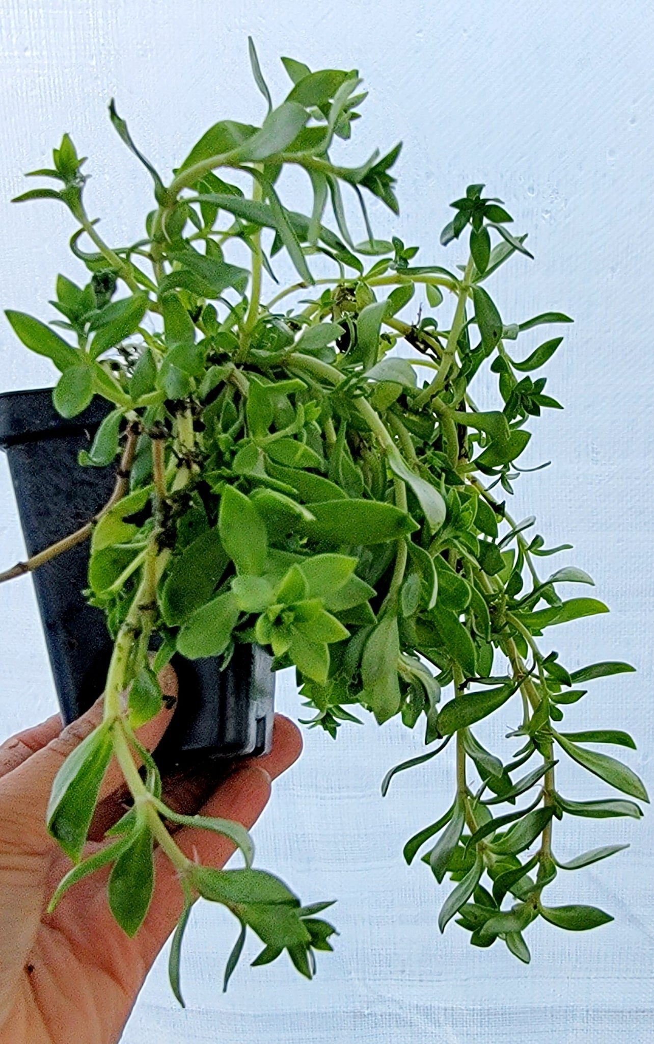 Stringy Stonecrop Edible - Kuab Nplais Dib Hmong Medicinal Herbs Starter Live Plant - 2.5" pot *PREORDER ONLY*