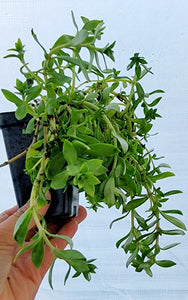 Stringy Stonecrop Edible - Kuab Nplais Dib Hmong Medicinal Herbs Starter Live Plant - 2.5" pot
