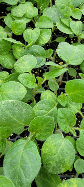 Ground Cherry, Physalis Peruviana Starter Live Plants - 4 Seedlings