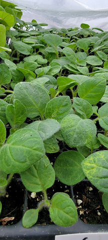 Ground Cherry, Physalis Peruviana Starter Live Plants - 4 Seedlings