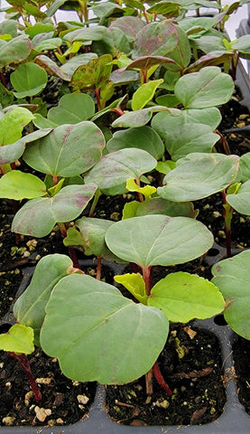 Roselle Hibiscus, Hibiscus Sabdariffa Starter Live Plants - 4 Seedlings