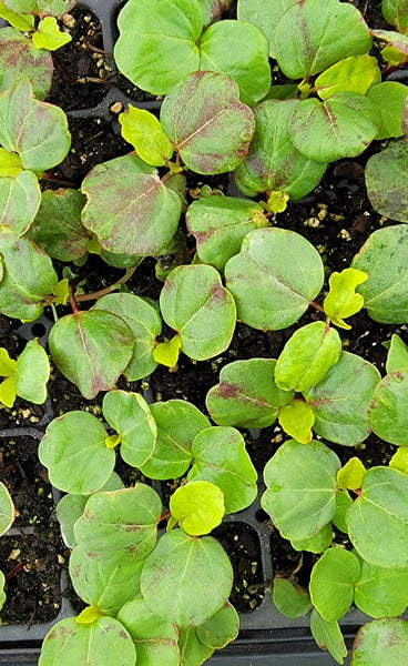 Roselle Hibiscus, Hibiscus Sabdariffa Starter Live Plants - 4 Seedlings