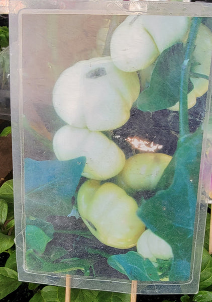 African Eggplant (Jakato) Bitter White Eggplant Live Plants - 4 Seedlings