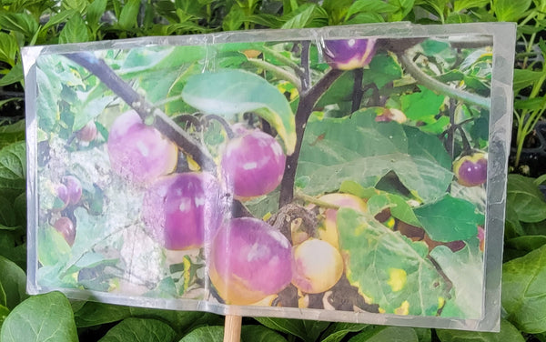 African Eggplant Bitter Purple Eggplant Live Plants - 4 Seedlings