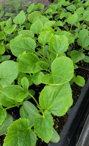 Thai Musk Melon Starter Live Plants - 4 Seedlings