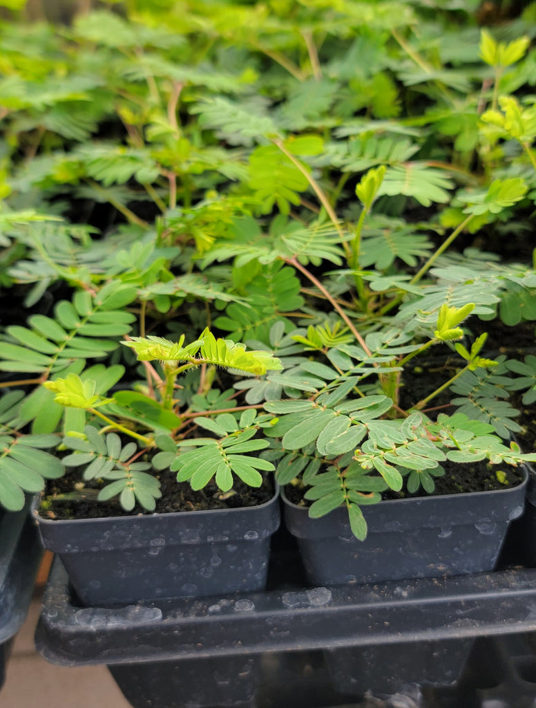 mimosa plant in pot Mimosa Pudica Sensitive Live Plants