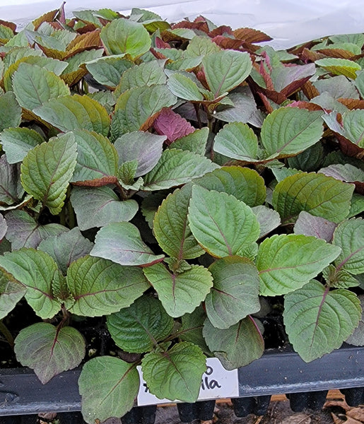 Shiso (Perilla) - Jeok Ssam IP Herb Live Plants - 4 Seedlings