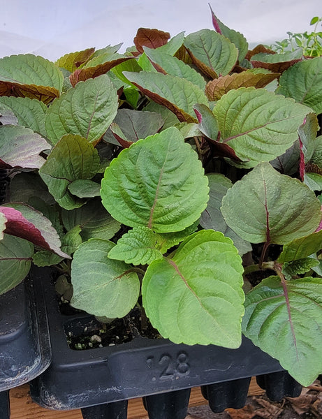 Shiso (Perilla) - Jeok Ssam IP Herb Live Plants - 4 Seedlings