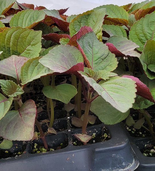 Shiso (Perilla) - Jeok Ssam IP Herb Live Plants - 4 Seedlings