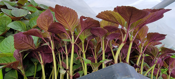 Shiso (Perilla) - Jeok Ssam IP Herb Live Plants - 4 Seedlings