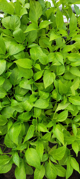 Korean Hot Gochujang King Hybrid Pepper Starter Live Plants - 4 Seedlings