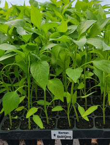 Korean Hot Gochujang King Hybrid Pepper Starter Live Plants - 4 Seedlings