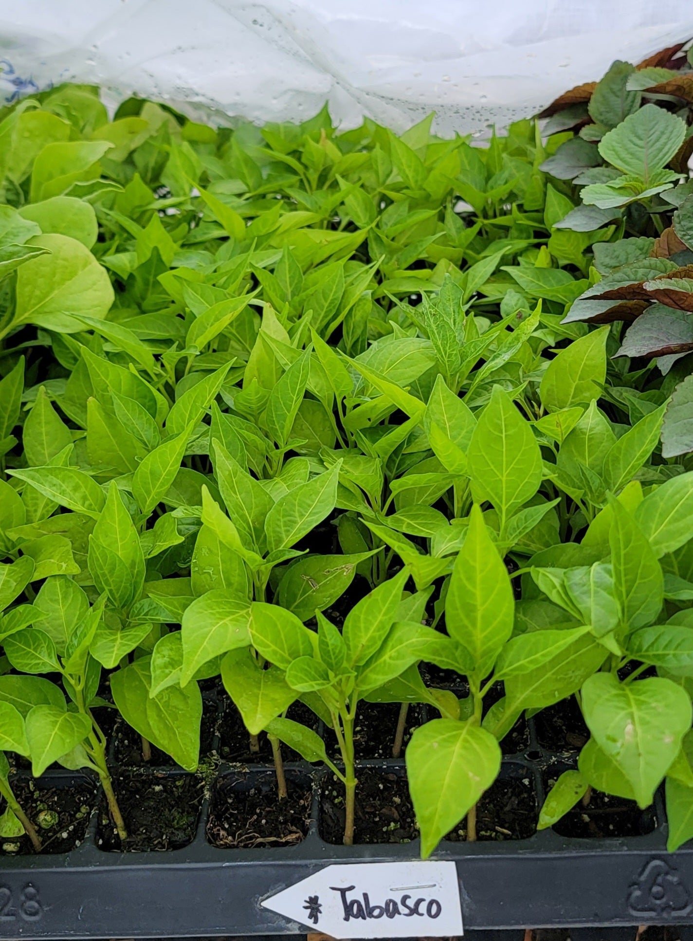 Tabasco Pepper Starter Live Plants - 4 Seedlings