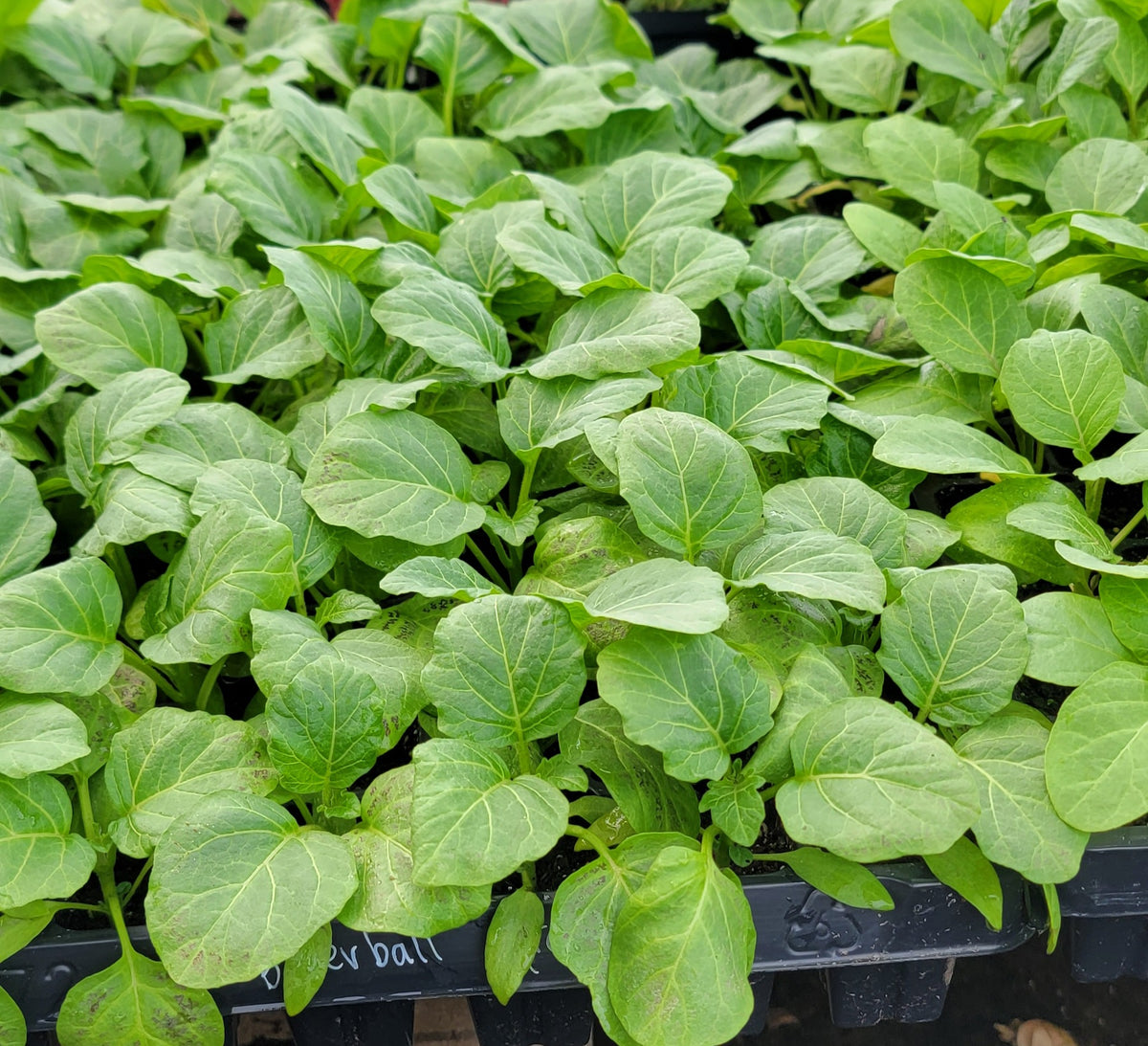 Liberian Kittley Bitter Ball Pea Eggplant, African Eggplant Live Plant