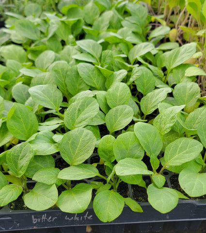 African Eggplant (Jakato) Bitter White Starter Live Plants - 4 Seedlings