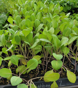 Chinese Cabbage Napa Starter Live Plants - 6 Seedlings