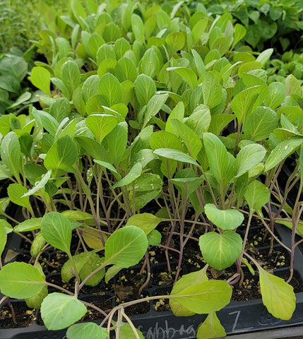 Chinese Cabbage Napa Starter Live Plants - 6 Seedlings