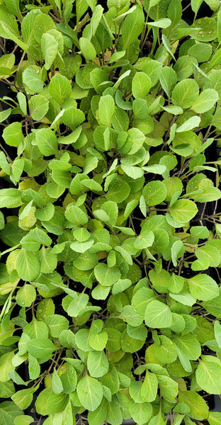 Chinese Cabbage Napa Starter Live Plants - 6 Seedlings