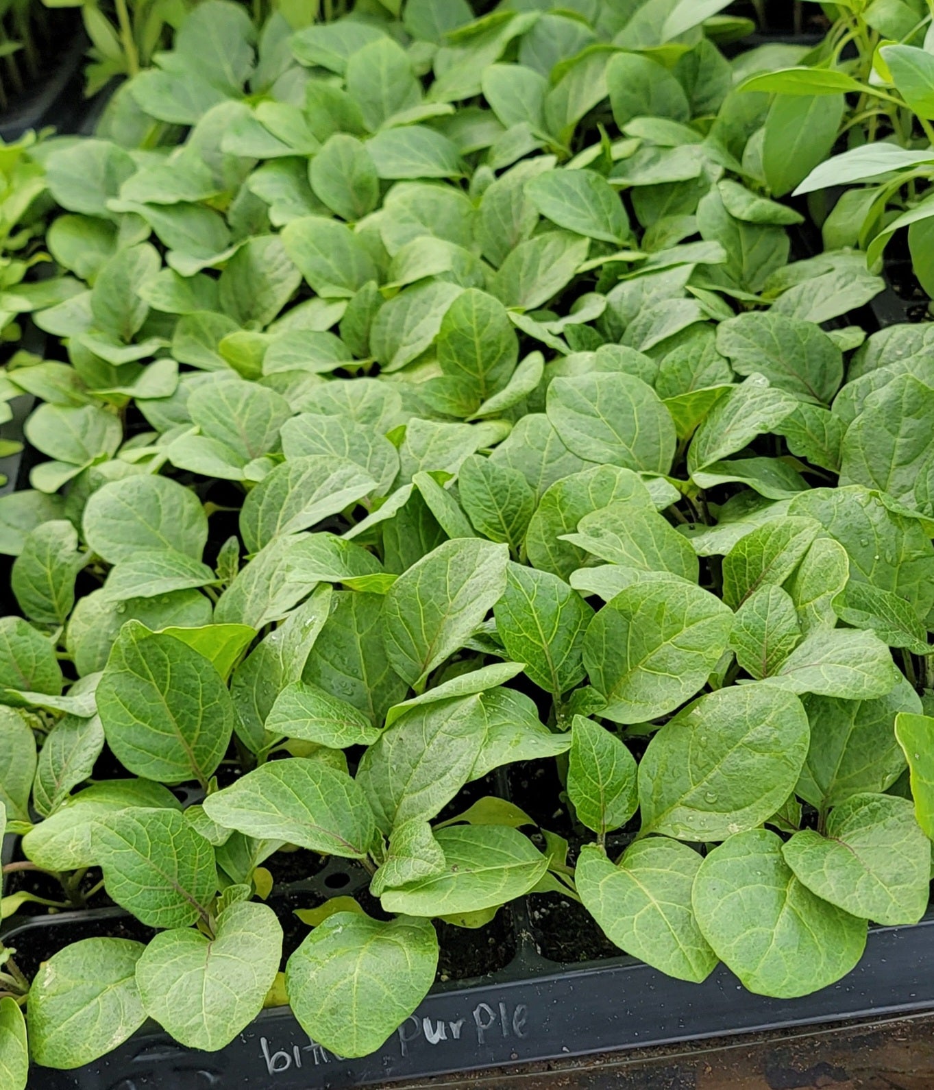 African Eggplant Bitter Purple Eggplant Live Plants - 4 Seedlings