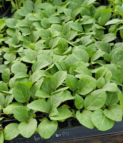 African Eggplant Bitter Purple Eggplant Live Plants - 4 Seedlings