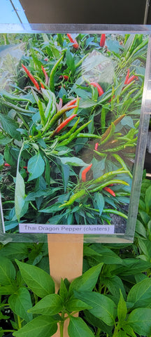 Thai Dragon Hot Thai Chili Pepper Starter Live Plants - 4 Seedlings