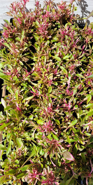 Calico Plant - Nkaj Liab Soob Medicinal Herbs Starter Plant - 2.5" pot