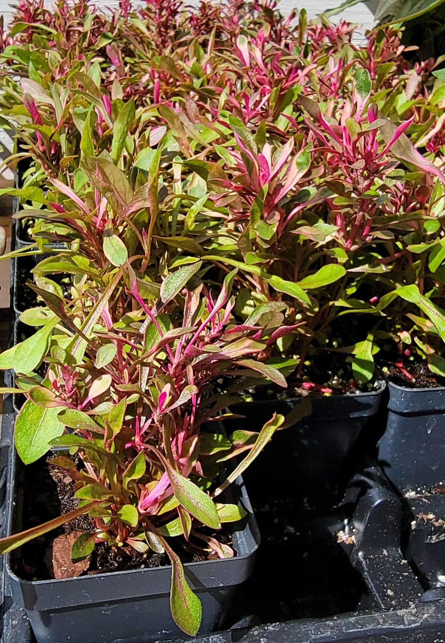 Calico Plant - Nkaj Liab Soob Medicinal Herbs Starter Plant - 2.5" pot